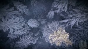 Этого нет в архивах. Почему лесники боятся своих участков.