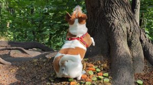 Про белок и собаку. Короткая зарисовка