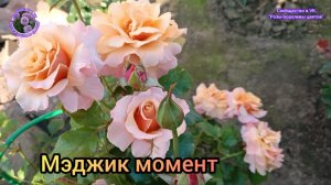 РОЗА МЕДЖИК МОМЕНТ.