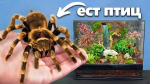 🕷️ TerraGreen / Птицеед Голиаф: строим биоактивный террариум за $400 для гигантского паука