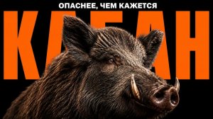 ДИКИЙ КАБАН: ТО, О ЧЕМ НЕ ГОВОРЯТ.
