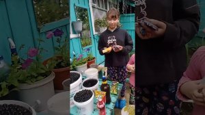 Собираем смородину у соседки