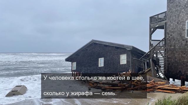 Большой брать 1984 дает силу 8