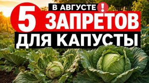 С 1 АВГУСТА НЕ ДЕЛАЙТЕ ЭТО С КАПУСТОЙ - КОЧАНОВ НЕ БУДЕТ!