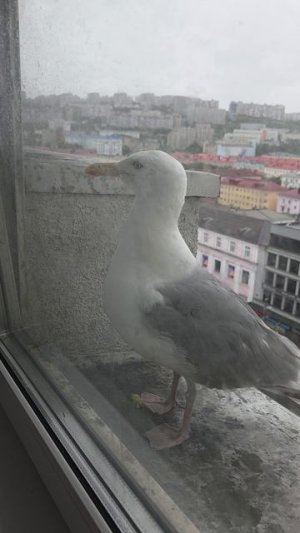 Домашняя чайка🦤