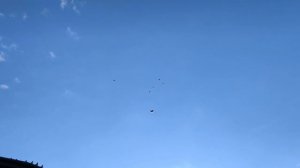 Голуби Летные Безкружные Донбасса Лаптева С.И.