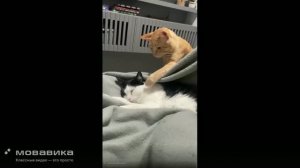 Котики №2