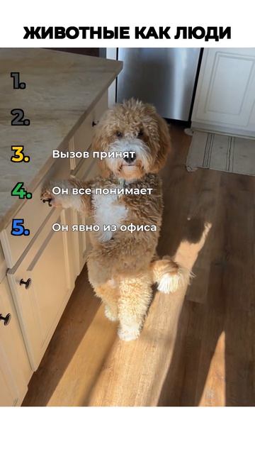 ЖИВОТНЫЕ КАК ЛЮДИ