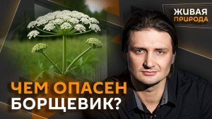 Эдгард Запашный и Жора Каваносян. Тигр-дипломатия, ИИ и борщевик, бобровый менеджмент, обмеление рек