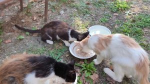 Кошки и собачки 9 августа🐕🐱