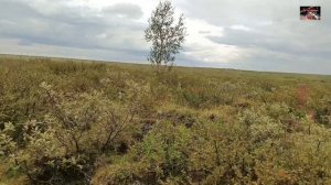 Воркута. 08.08.26. По чернику.