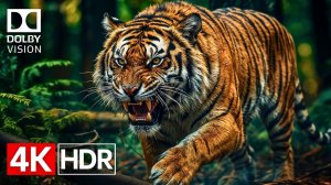ЦАРСТВО ЖИВОТНЫХ в формате 4K HDR