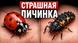БОЖЬЯ КОРОВКА: СТРАШНЫЙ СЕКРЕТ О КОТОРОМ ВЫ НЕ ЗНАЛИ