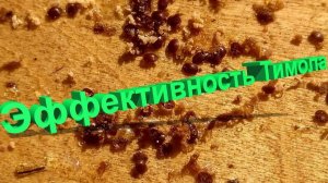 Тимол против клеща: работает или нет? Кашковский о плюсах, минусах и подводных камнях 🧪🐝