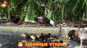 Забавные утки мускусные и пекинские на свободном выгуле со своими друзьями ч.(422) ❣️🤗😂