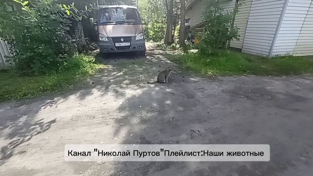 Наш Кошкин дом 