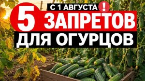 НЕ ДЕЛАЙТЕ ЭТО С ОГУРЦАМИ В АВГУСТЕ - ЭТИ 5 ОШИБОК ГУБЯТ ВЕСЬ УРОЖАЙ!