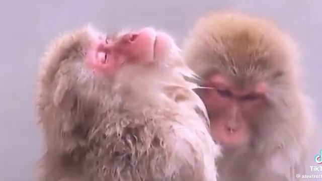 трезвость ,жизненный приоритет человечества