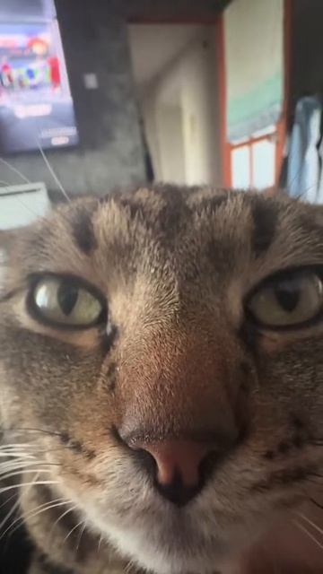 Не верь коту, он врёт!