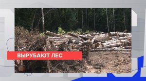 Вырубка деревьев началась на границе с Ситниковским заказником в Борском округе