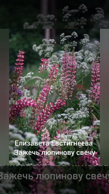 Елизавета Евстигнеева 