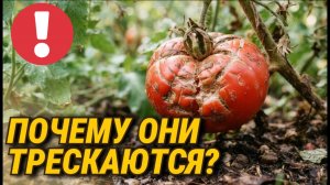 Шпаргалка по томатам: как по виду плода понять, чего не хватает кусту? (Трещины, гниль, плечики)