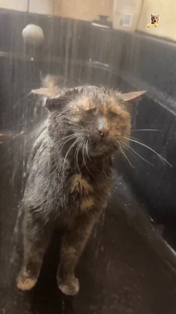 Кошки любят воду!😻Веселые котики. Коты хулиганы! Невероятные трюки! #кот #хулиган #трюк #смех #shor