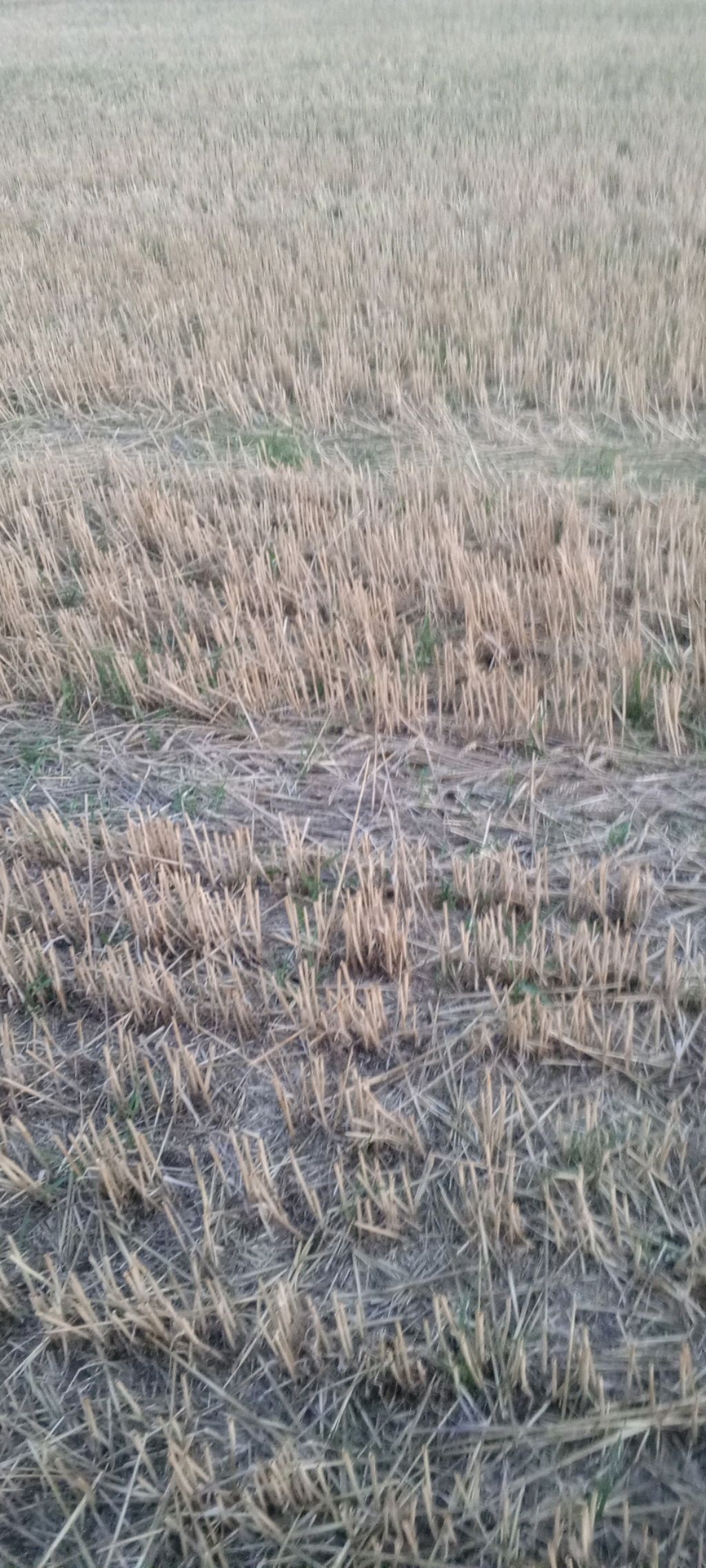 поле