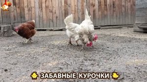 Забавные курочки несушки во дворе и курятнике очень счастливы 🥚😂🐥 (17)