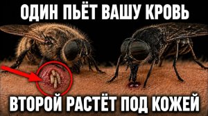 Слепень или овод: кто из них на самом деле опаснее для человека?