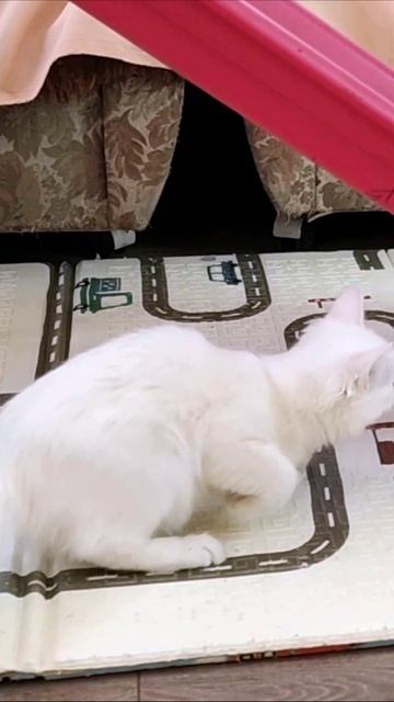 Танцевальная игра кошки Лиззи. #короткометражки 4k