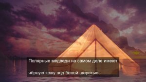 Прерасное цветение цветов 4