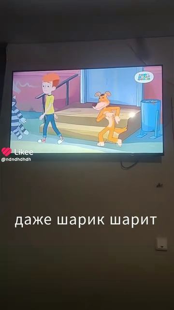 Даже Шарик шарит.