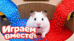 Хомячок проходит лабиринт - СЛОЖНЫЙ ЛАБИРИНТ для хомяка! Приключения хомяка для детей