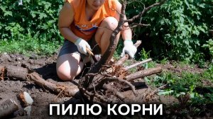 Всё дело в вишнёвых корнях