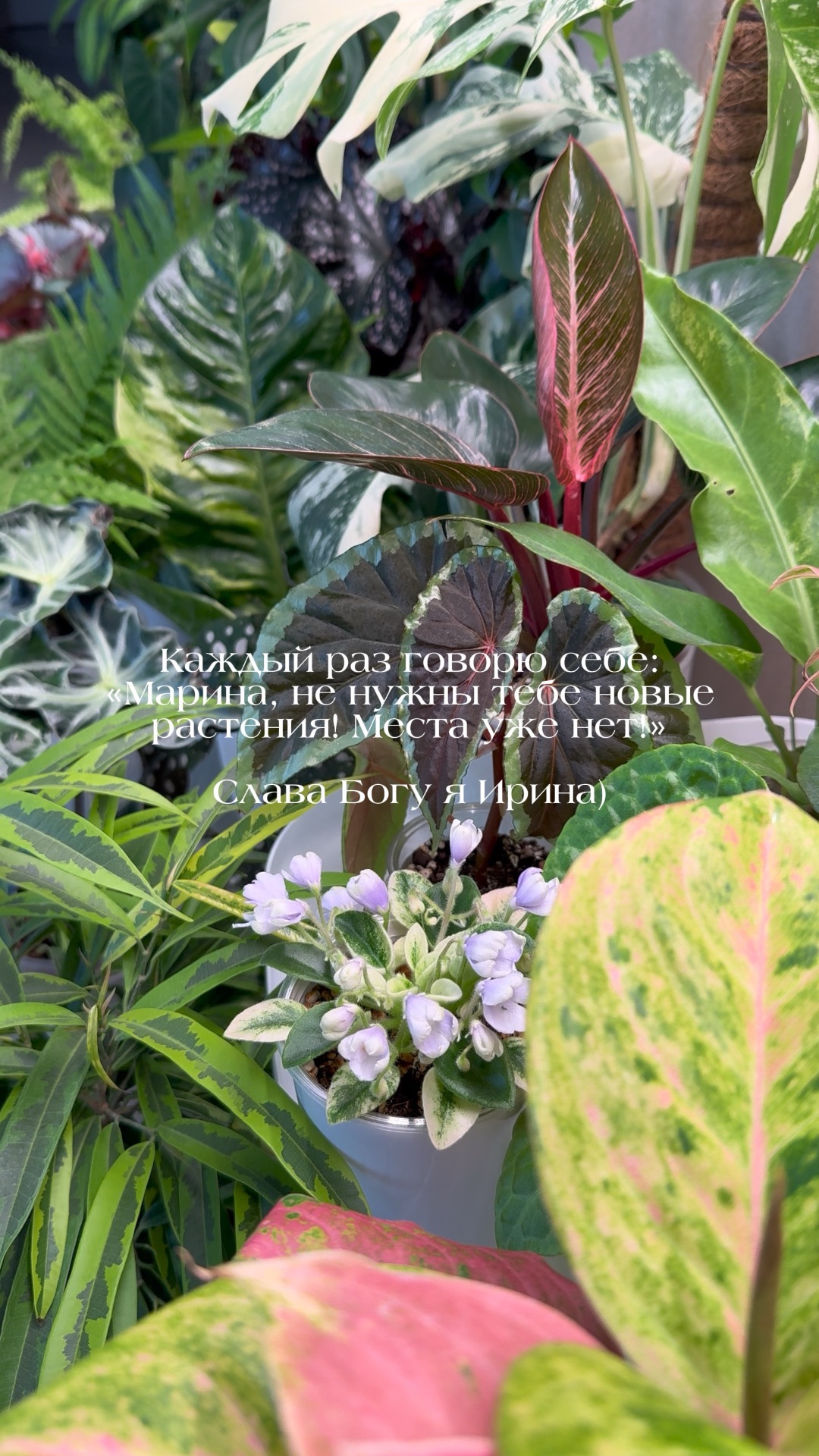 #цветы #комнатныерастения #plants