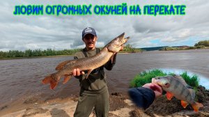 Ловим огромных окуней на перекате #окунь #рыбалка #щука #хмао #pike
