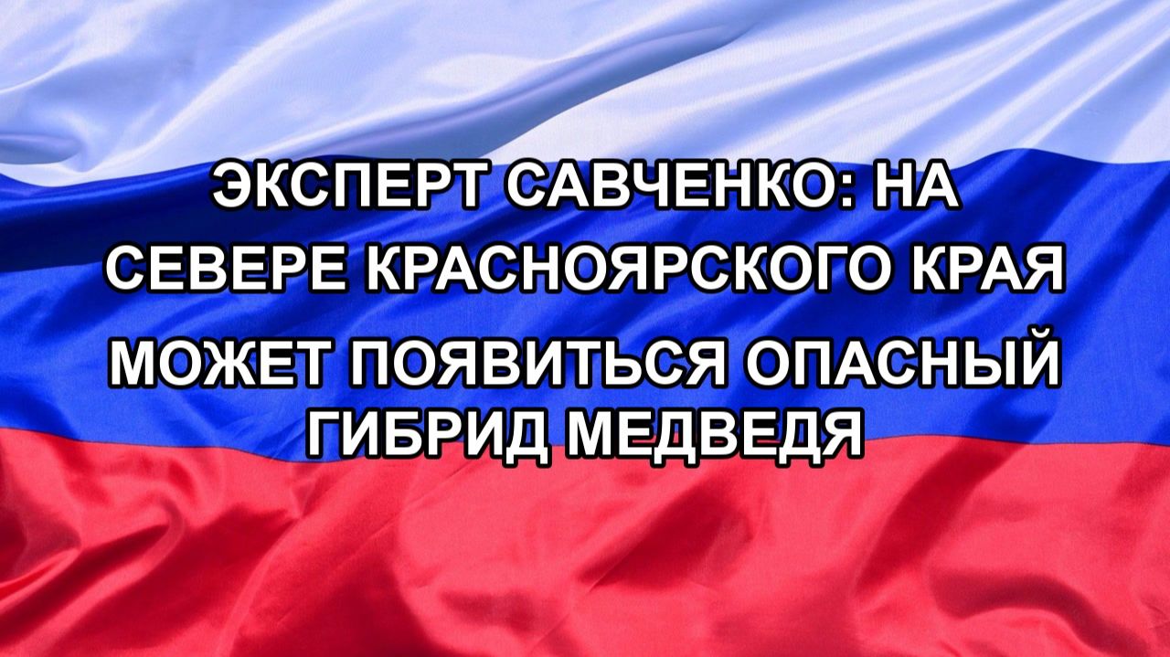 |Н. РФ| Эксперт Савченко: на севере Красноярского края может появиться опасный гибрид медведя
