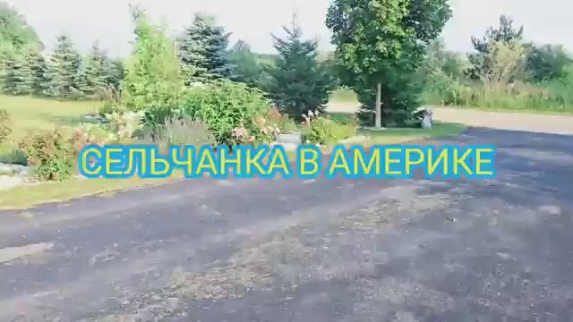 Сельчанка в америке. ИДЁМ СО МНОЙ ВЫБИРАТЬ ОГУРЦЫ.