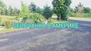 Сельчанка в америке. ИДЁМ СО МНОЙ ВЫБИРАТЬ ОГУРЦЫ.