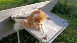 Вечер в деревне 🏠🌞 Гуси 🪿 принимают ванну + рыжий кот Фокс 🐱 хозяюшка Лапа. Утята не слушаются