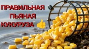 Рецепт ферментированной кукурузы! Делаем правильно!