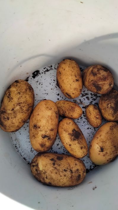 Картофель 