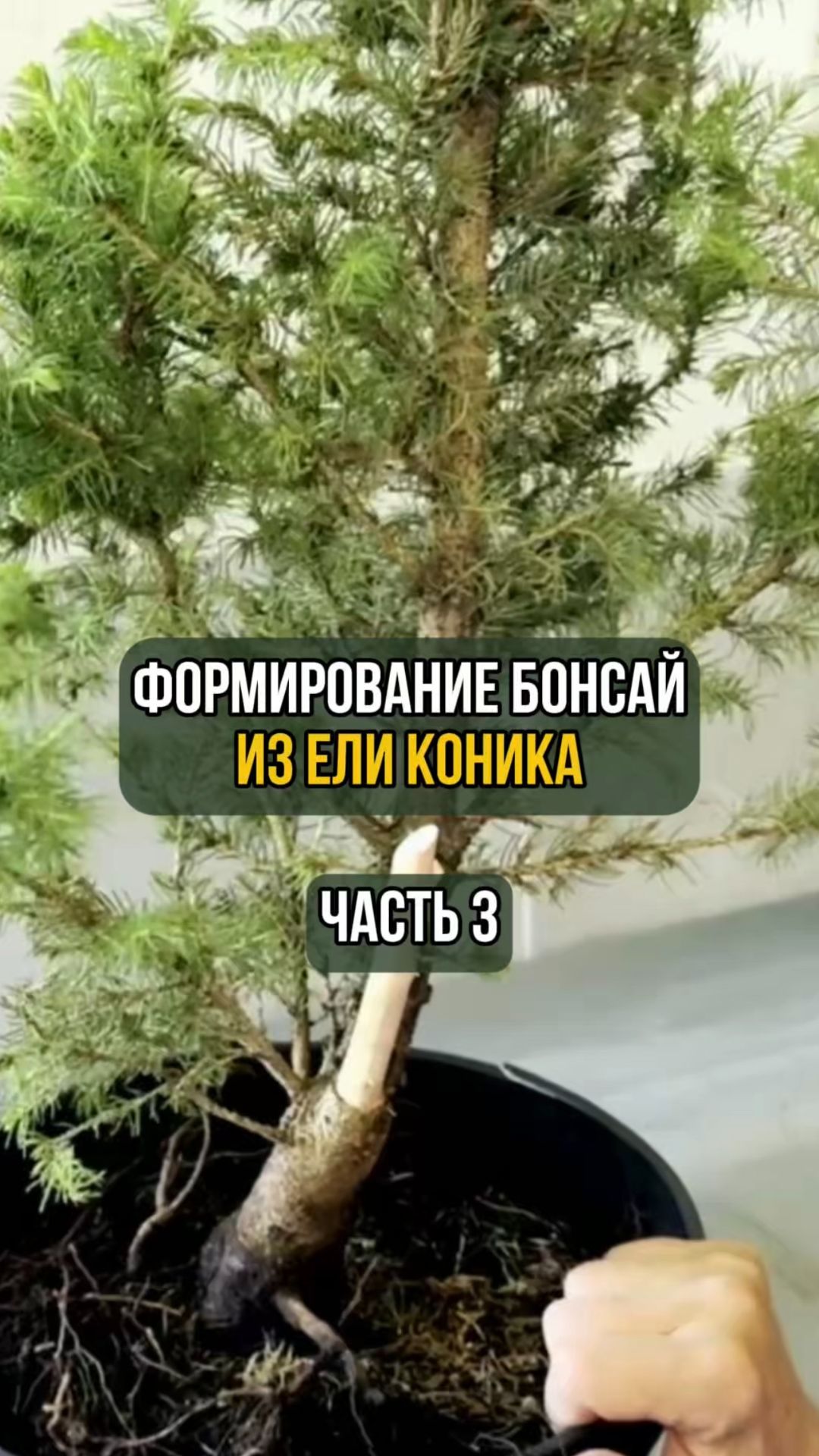 Формирование бонсай из ели коника. Часть 3