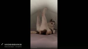 Котики №1