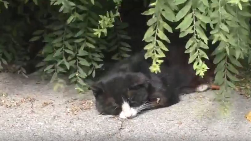 Мой знакомый кот. Коты Петербурга. 09.07.26.