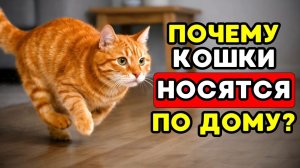 Если ваш кот внезапно носится по дому — вот что это значит!
