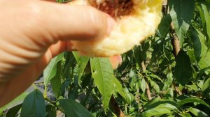 Персик Фруттерия. 8. 08. 26