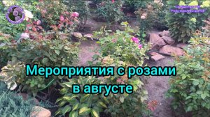 МЕРОПРИЯТИЯ С РОЗАМИ В АВГУСТЕ