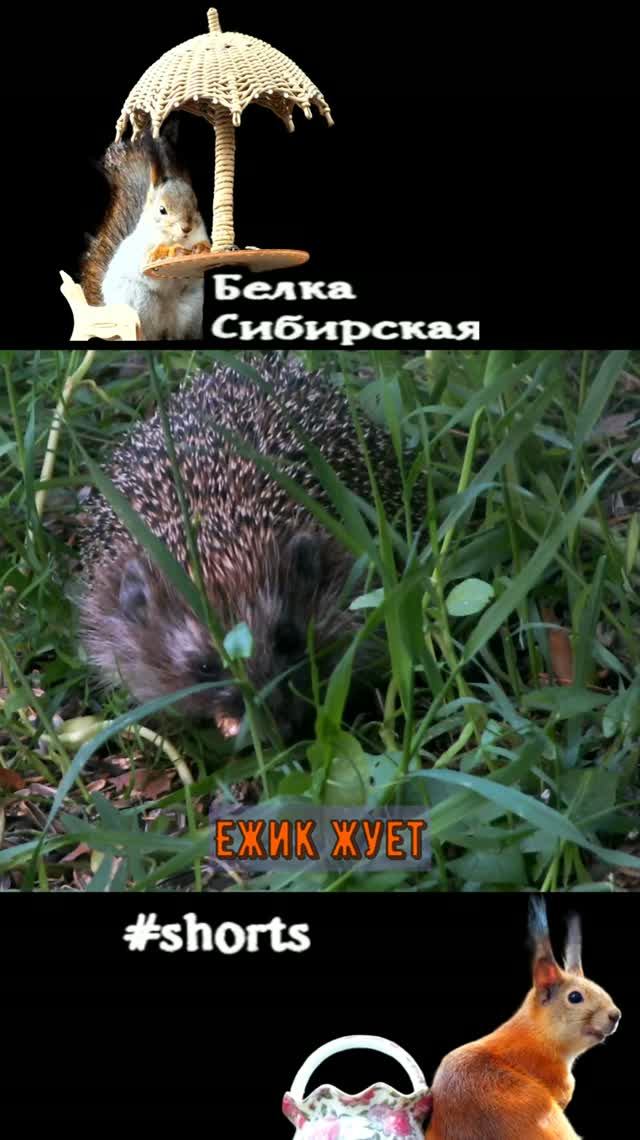 Еж щурится и жует